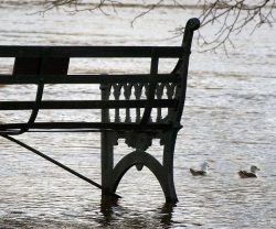 Banc de parc et canards en zone indondée