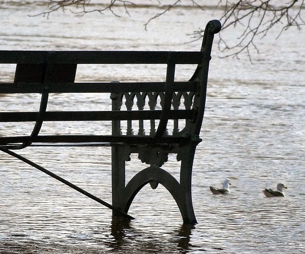 Park bench and ducks in flooded area